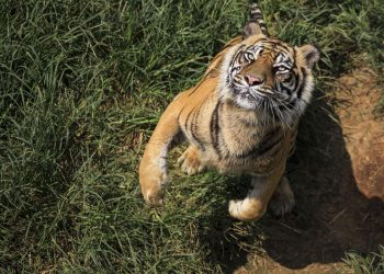 Apakah Harimau Jawa Masih Hidup Hingga Kini?