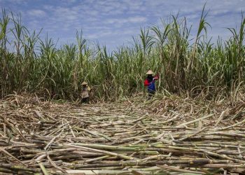 Puluhan Ribu Ton Gula Terbuang, Petani Tebu Jatim Ancaman Mogok Kerja