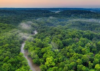 Kaya Raya Ini Beli 400 Ribu Hektar Hutan Namun Tidak Menebang Pohonnya