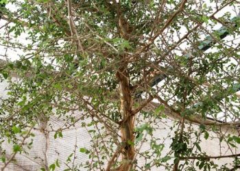 Ahli Menghidupkan Pohon Alkitab dari Biji Misterius Berusia Seribu Tahun