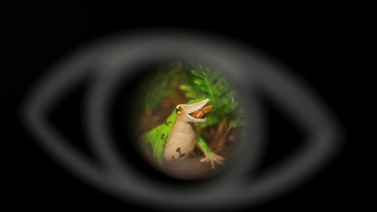 Upaya Terakhir Menyelamatkan Katak Darwin dari Risiko Punah