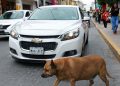 Anjing Liar di Trotoar Ini Terkenal dan Mendapatkan Bintang Lima di Google Maps
