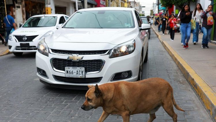Anjing Liar di Trotoar Ini Terkenal dan Mendapatkan Bintang Lima di Google Maps