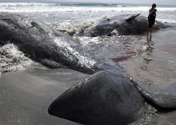 Paus Terdampar di Pantai Jepang Setelah Gempa Besar Melanda Rusia