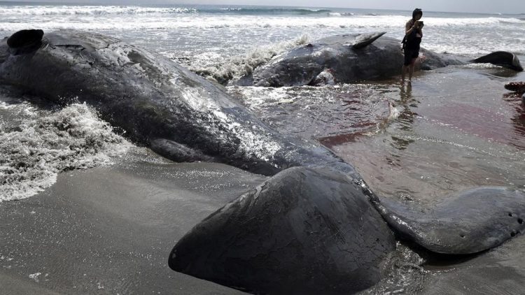 Paus Terdampar di Pantai Jepang Setelah Gempa Besar Melanda Rusia
