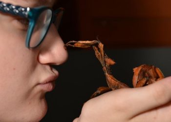 Penemuan Serangga Tongkat Raksasa Terberat di Australia