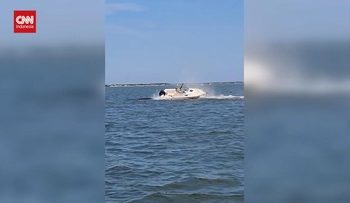 Seekor Paus Mati Tertabrak Kapal di New Jersey AS