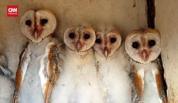 Ilmuwan Inggris Gunakan AI untuk Membantu Konservasi Burung Hantu