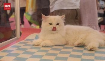 Pameran Teknologi untuk Hewan Peliharaan di China