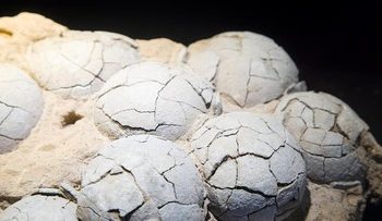 Fosil Telur Dinosaurus 86 Juta Tahun Ditemukan di China