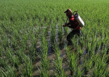 Prediksi BMKG Musim Hujan Maju Petani Dapat Percepat Masa Tanam