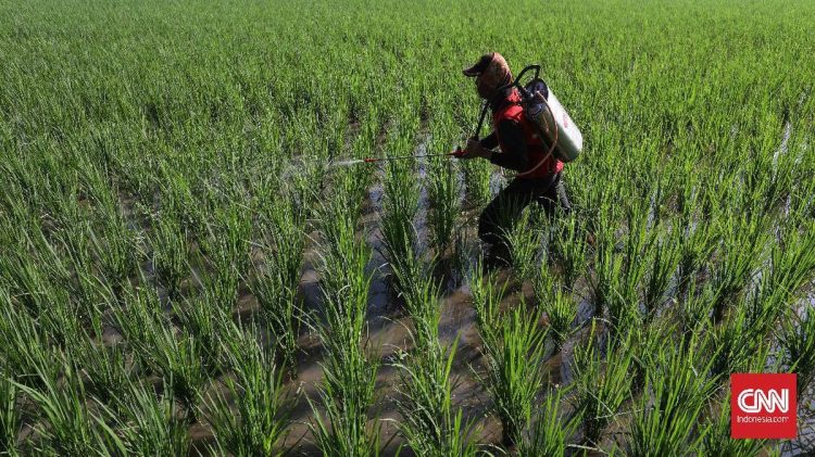 Prediksi BMKG Musim Hujan Maju Petani Dapat Percepat Masa Tanam