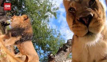 Momen Singa Bermain dengan Kamera Keamanan, Terlihat Bagian Dalam Mulutnya