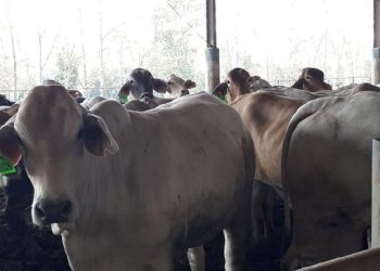 Bos Emiten Daging Ungkap Dampak Profit Program MBG