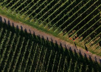 Krisis Iklim Memengaruhi Petani Anggur di Jepang