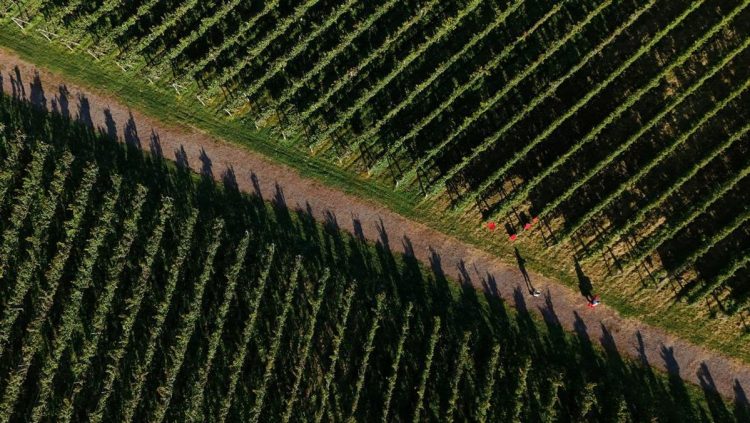 Krisis Iklim Memengaruhi Petani Anggur di Jepang
