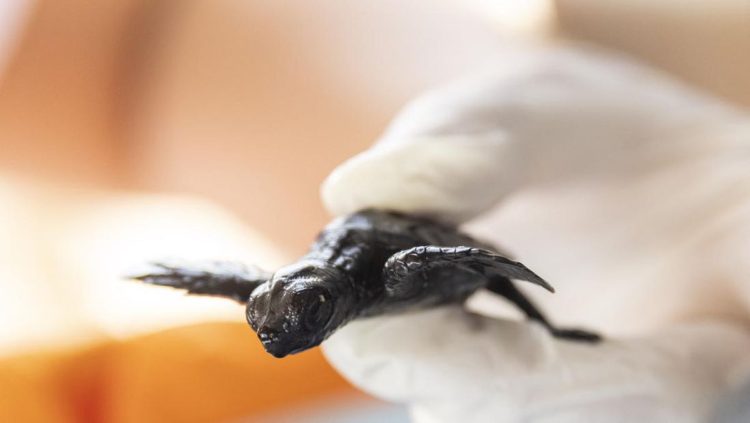 Warga Bintan Berjuang Selamatkan Telur Penyu Dari Ancaman Kepunahan