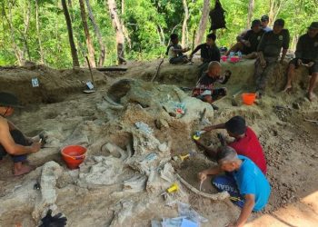 Fosil Gajah Purba Stegodon Ditemukan di Pegunungan Nganjuk