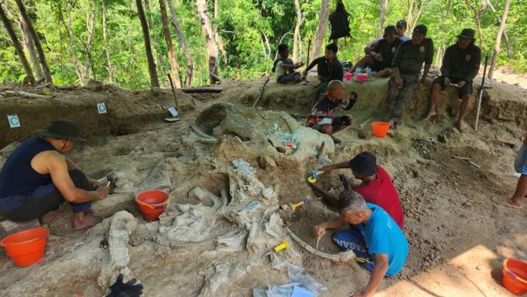 Fosil Gajah Purba Stegodon Ditemukan di Pegunungan Nganjuk