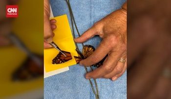 Operasi Sayap Patah Kupu-kupu Agar Bisa Terbang Kembali