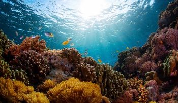 Fenomena Langka di Laut Alor yang Membuat Ikan-Ikan Pingsan