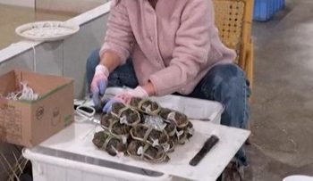 Cuaca Ekstrem di China Mengganggu Perkembangan Kepiting Berbulu