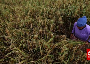 Data Kesuburan Tanah dan Upaya Jaga Efisiensi Ekosistem dengan Pupuk