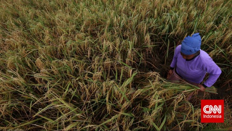 Data Kesuburan Tanah dan Upaya Jaga Efisiensi Ekosistem dengan Pupuk