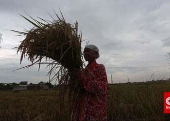 Pupuk Subsidi dan Dampaknya Terhadap Sosial Ekonomi Petani Kecil