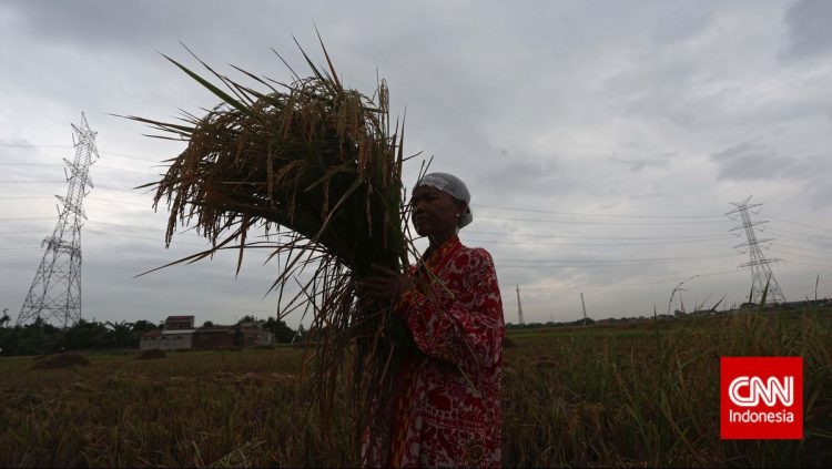 Pupuk Subsidi dan Dampaknya Terhadap Sosial Ekonomi Petani Kecil