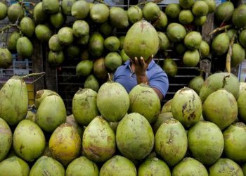 7 Waktu Ideal untuk Menikmati Air Kelapa dan Merasakan Manfaatnya secara Maksimal