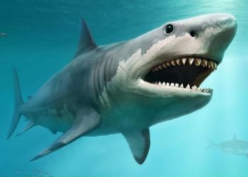 Sebelum Megalodon, Hiu Putih Raksasa Menguasai Lautan