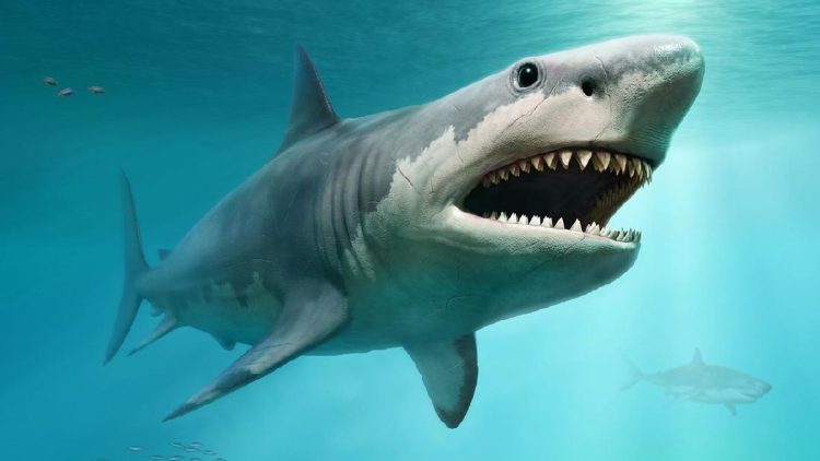 Sebelum Megalodon, Hiu Putih Raksasa Menguasai Lautan