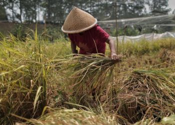 DEB Bantu Petani Tetap Bisa Tanam di Musim Kemarau