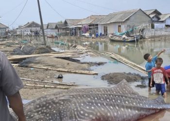 Hiu Tutul Terdampar di Pantai Purworejo dengan Ukuran 4 Meter dan Berat 1 Ton
