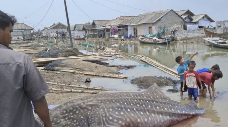 Hiu Tutul Terdampar di Pantai Purworejo dengan Ukuran 4 Meter dan Berat 1 Ton