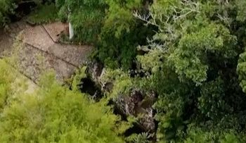 Pohon Palem Langka di Brasil Akhirnya Berbunga Setelah Bertahun-Tahun Menunggu