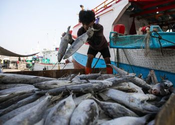 KKP Meminta Tambahan Rp1,7 Triliun untuk Pemulihan Sektor Perikanan Sumatra