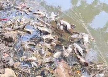 Cemaran Kimia di Sungai Cisadane dan Dampaknya terhadap Kesehatan Kronis