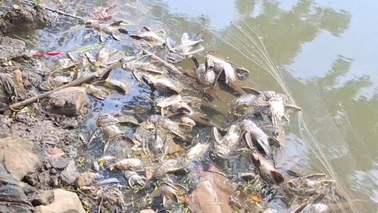 Cemaran Kimia di Sungai Cisadane dan Dampaknya terhadap Kesehatan Kronis