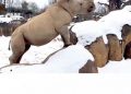 Gemas Badak Putih Bermain di Salju di Amerika Serikat